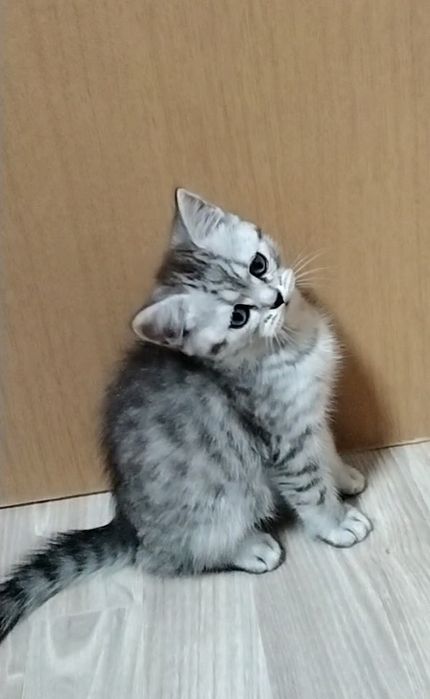 Скоттиш страйт. Котик.