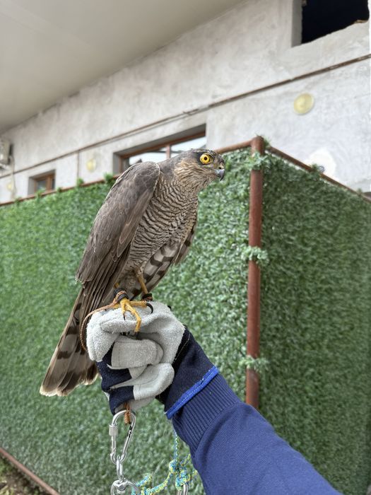 Птица ястреб перепелятник