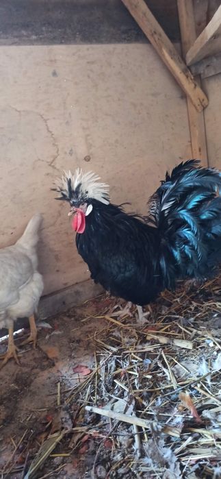 Хуруз сотилади  йо бартер килинади хашаки товукга 2 та га  нахтга 200