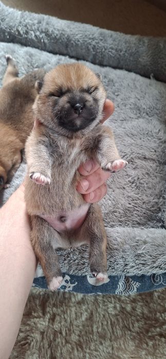 Щенки Сиба-ину Сибаину мальчики