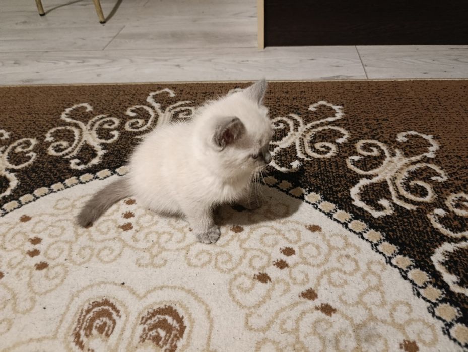 Котята девочка британская кратко шортсная