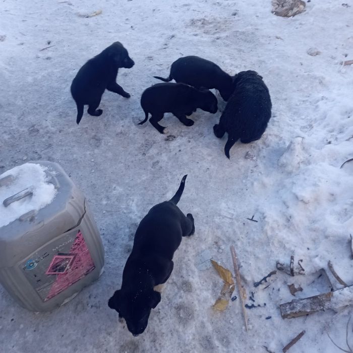 Щенки в добрые ответственные руки