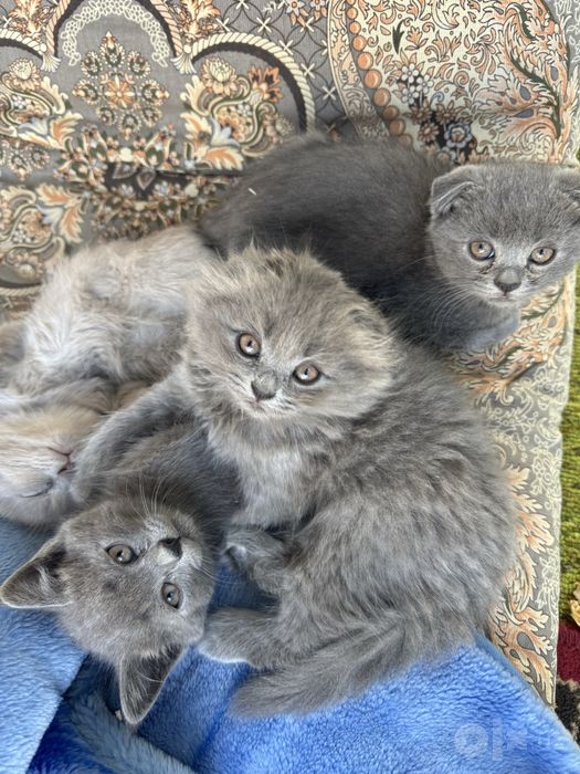 Srochna Scottish fold mushukchalar sotiladi Sovuqda qop ketishvoti