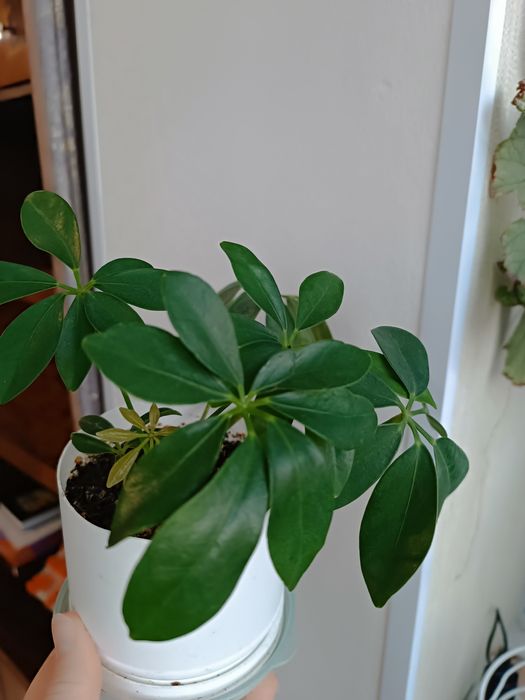 Продам отросток шефлеры, 2 вида.