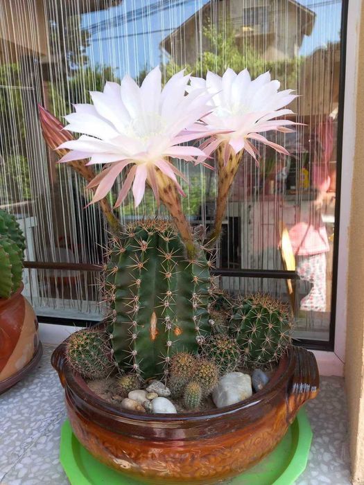 Бял, розов и жълт цъфтящ кактус Ехинопсис (Echinopsis eyriesii)