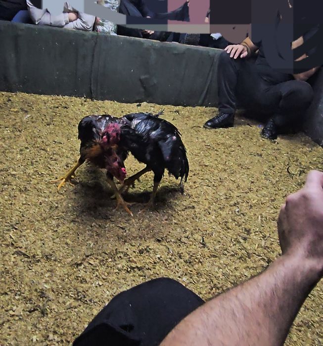 Дакан бойцовая птица