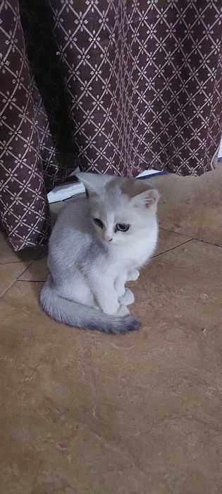 Serebristaya shinshilla