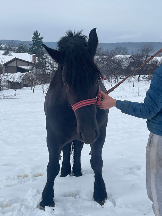 Mânză neagră de 3 ani