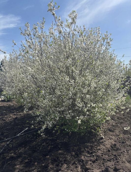 Продам дачу по Зерендинской трассе