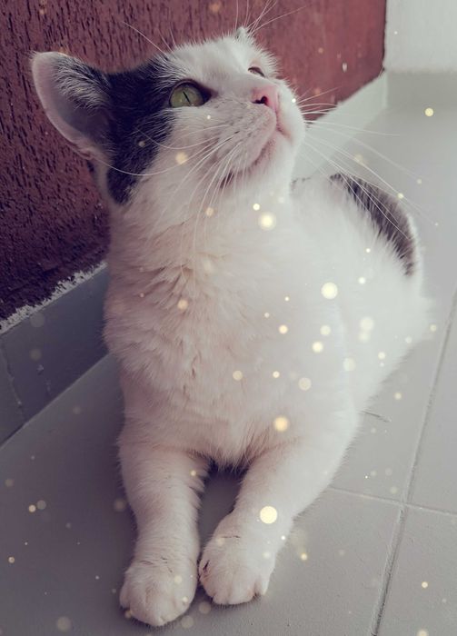 Adoptie motan alb castrat