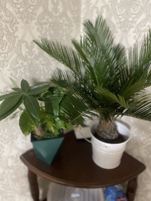 Антуриум ,Спамифилюм,Доллор,Цикас