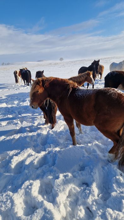 Айгыр сатамыз казакы мыкты