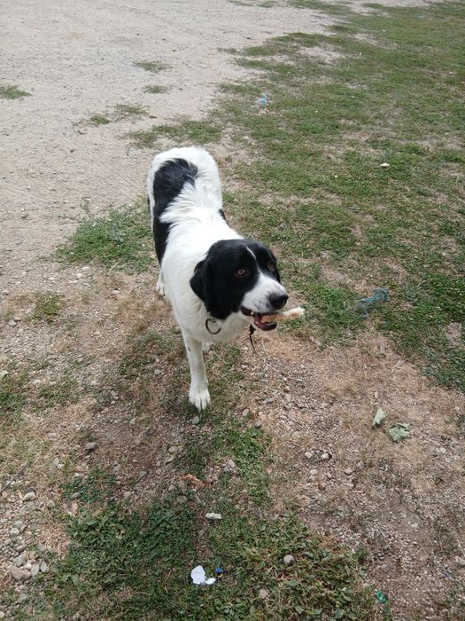 Ofer spre adopție