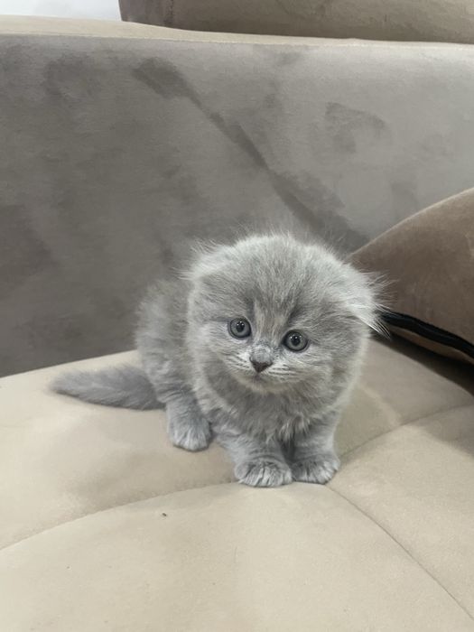 Британские котята