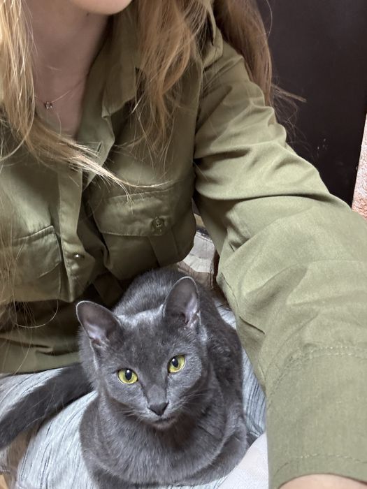 Русская голубая кошечка