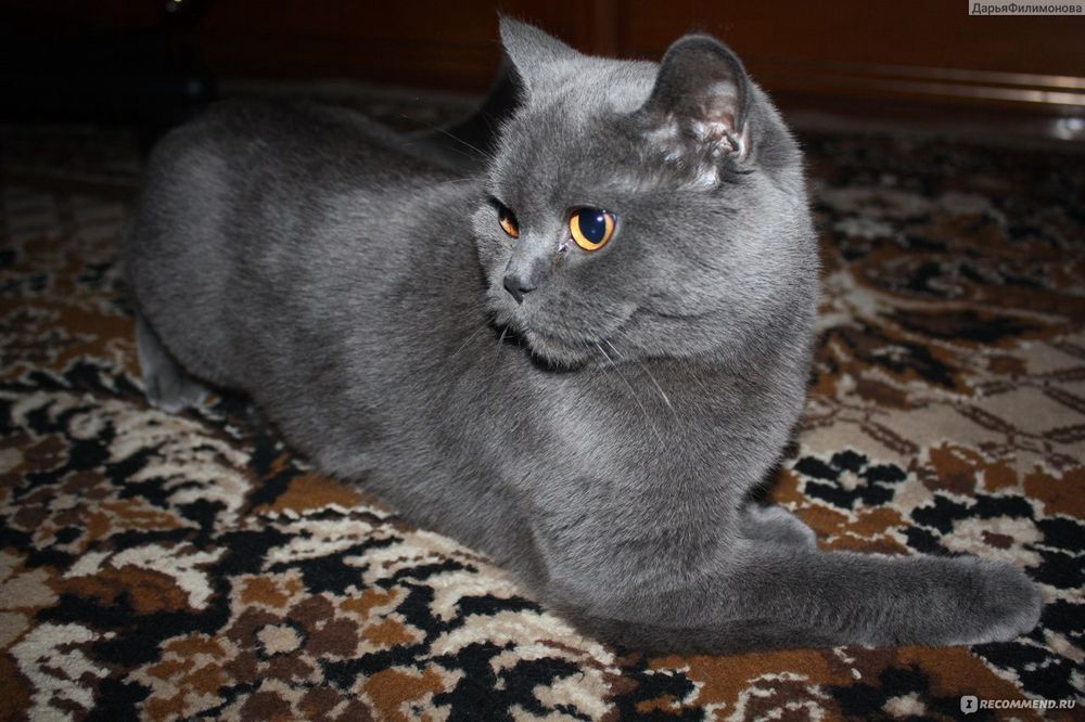 Кот приглашает на вязку