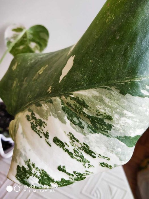 Монстера Альба -экзотика в вашем доме