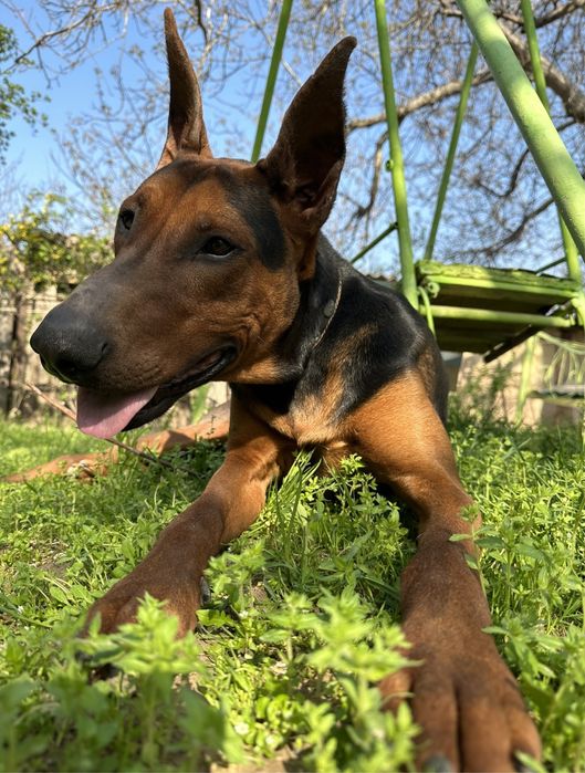 Вязка добермана. Кобель. 2 года