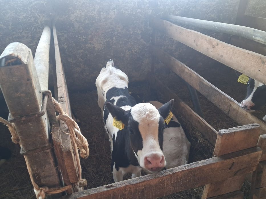 Vand vitele holstein