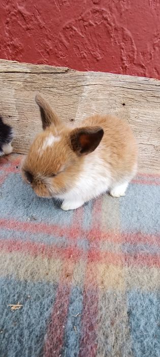 Iepurași cap de leu pitic mini