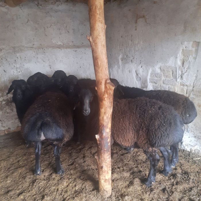 Кучкорлар сотилади.