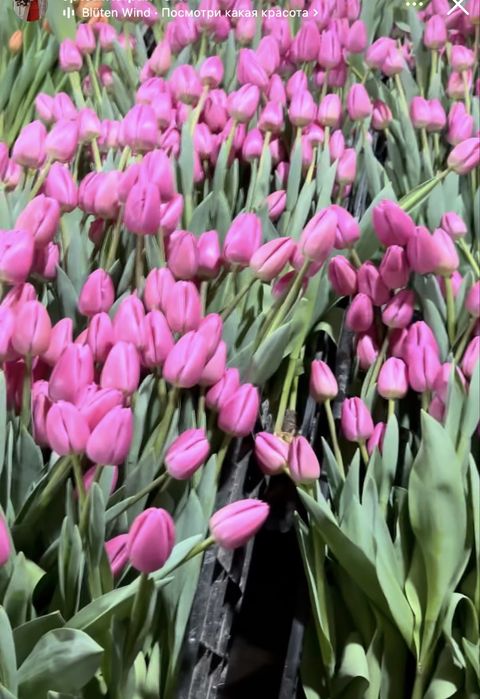 Тюльпаны белоруские высота 55-60 см