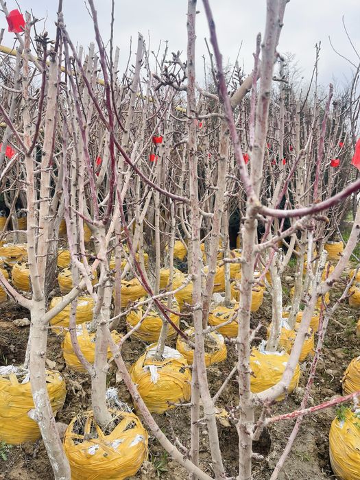 Черешня сорта скина