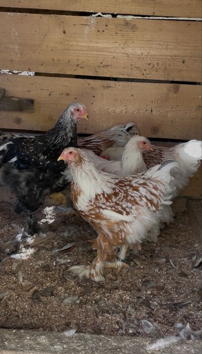 Brahma  somon si white gold