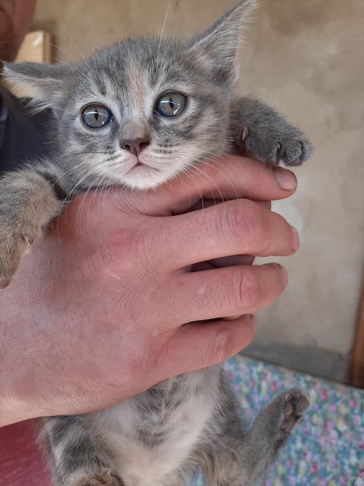 Котёнок пацанчик 1,5 месяца