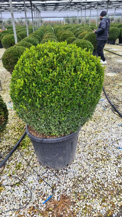 Buxus cryptomeria japonica