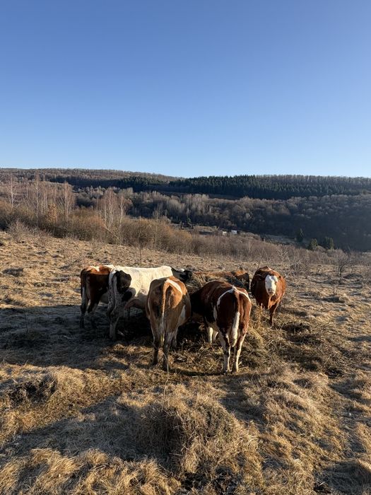Vand vaci,vitele,taurasi