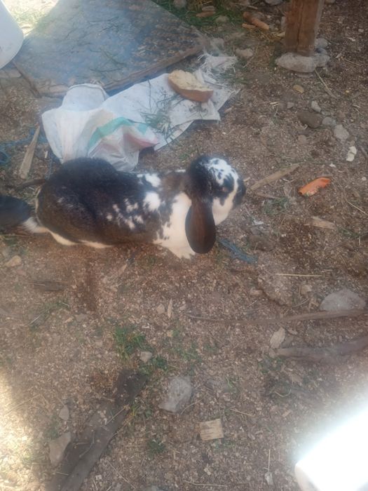 Vând 3 iepuri mai mult detalii la tel