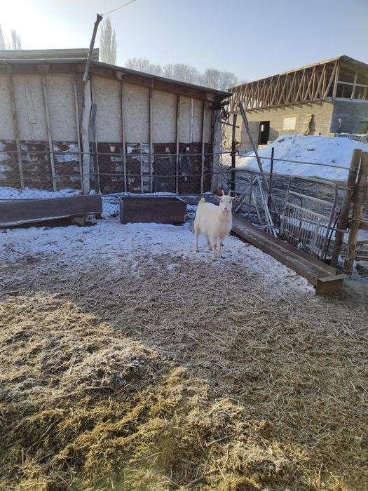 Козёл коза Зааненские