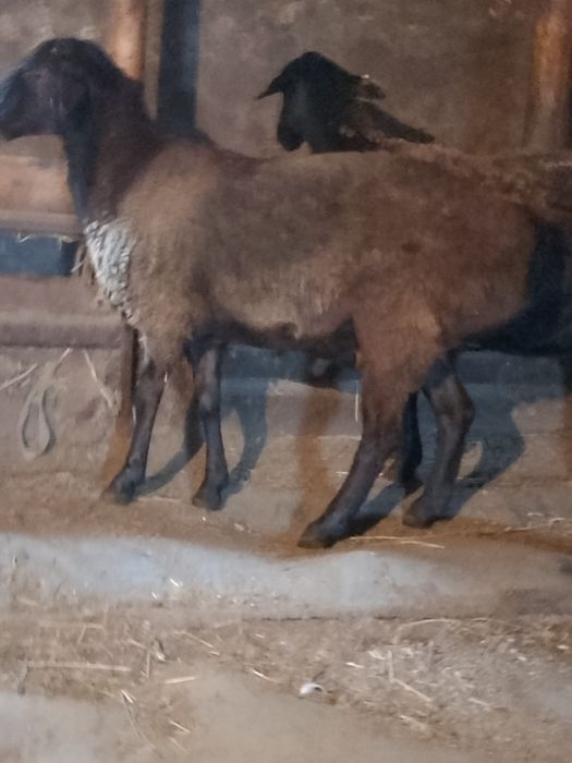 Гиссар кошкар сатылады