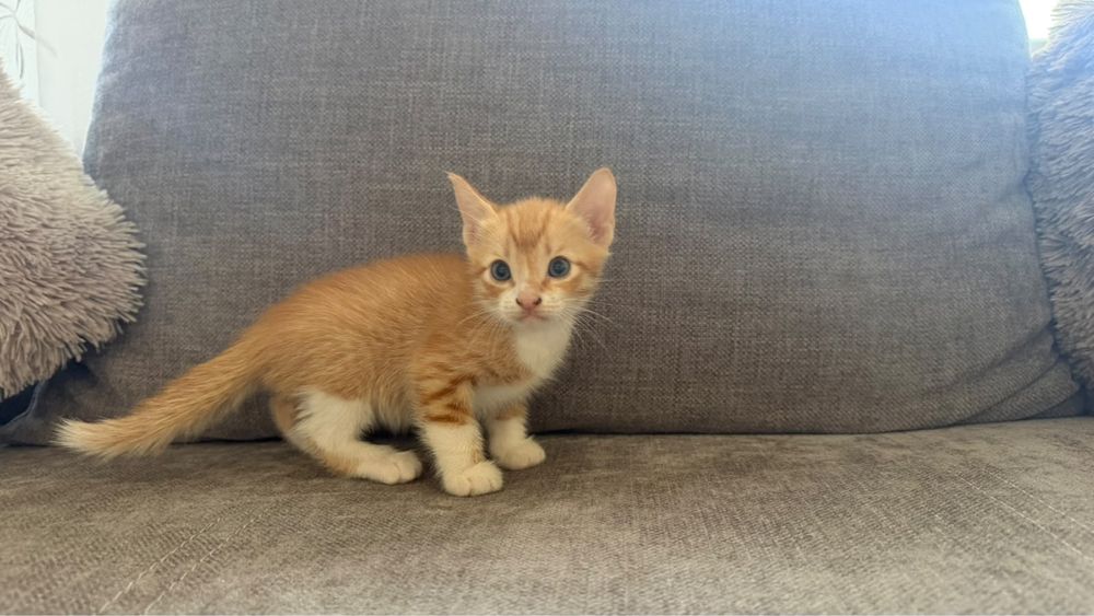 Котята отдам бесплатно
