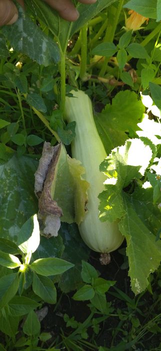 Продам дачу хорошая