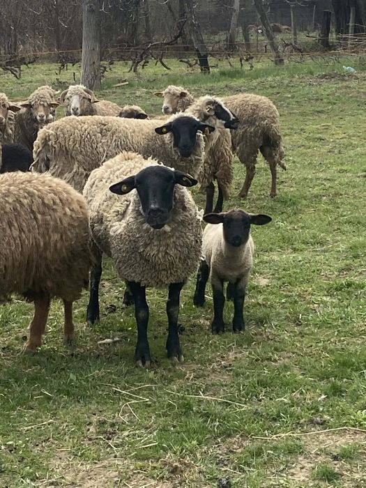 Vând 2 oi și un miel suffolk