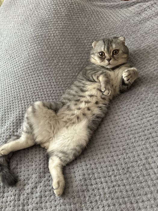 Вязка шатландец вислоухий