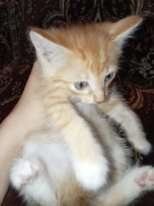 Котята даром , 2 месяца