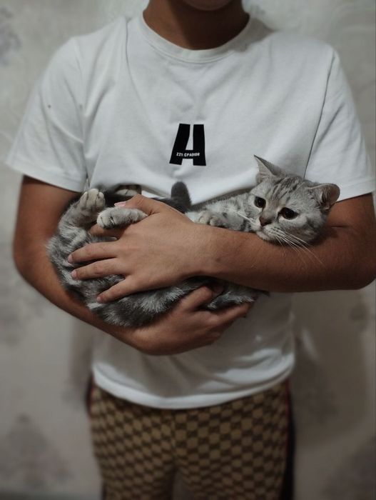 Shinshila 2Ta Qiz Mushuk Sotildi