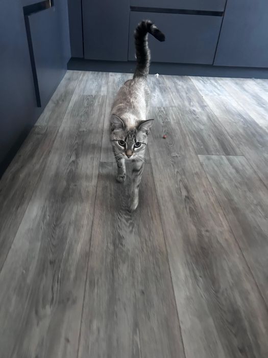 Кошка в хорошие руки