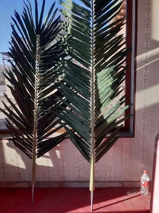 Suniy palma daraxti yaproqlari sotiladi