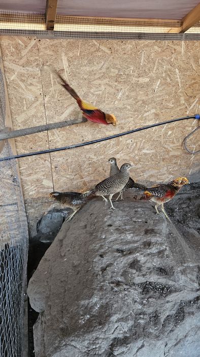 Pereche fazani auriu pe rosu.