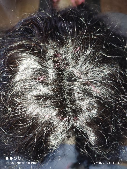 Перука от естествена коса