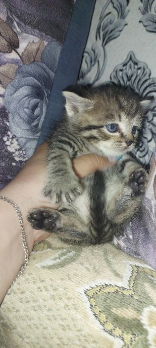 Продам Шотландских котят