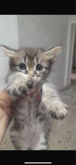 отдам котят в добрые руки