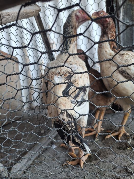 Продаётся даканки