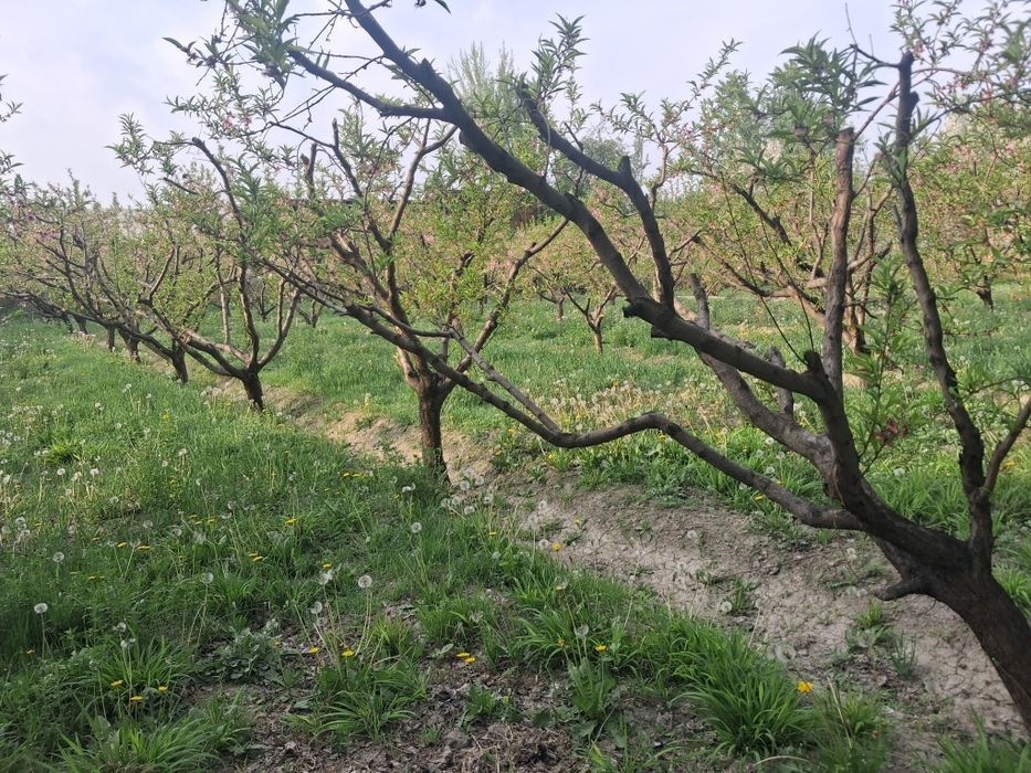 10 sotix chek sotiladi