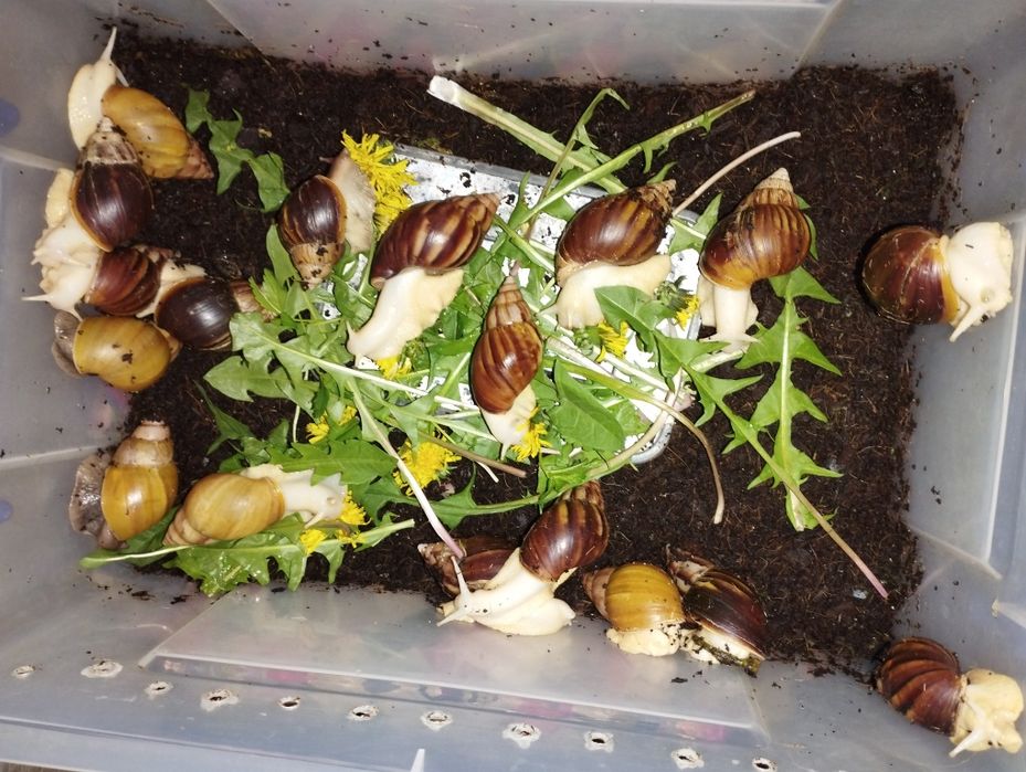 Улитки ахатина домашник