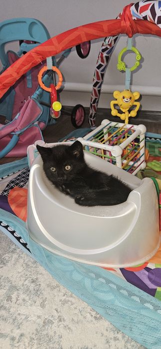Отдам котенка  2 месяца